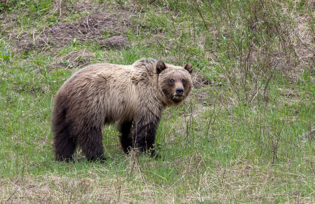 Grizzly-bear_Yellowstone-National-Park_istock