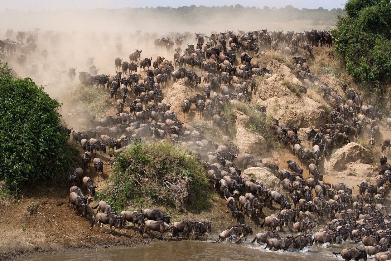 Migration-Tanzania-AK-2