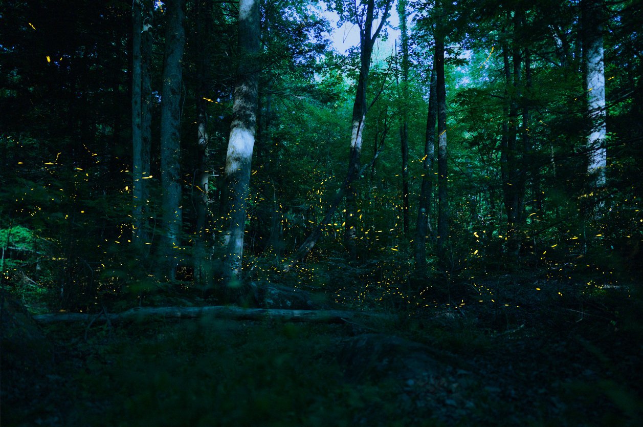 fireflies-pigeon-forge-tennessee-istock