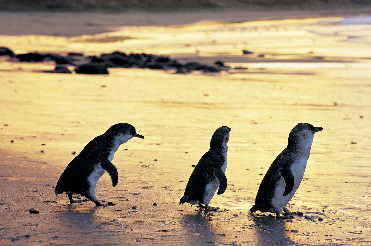 little-penguins-phillip-island-natgeo-credit_visitvictoria