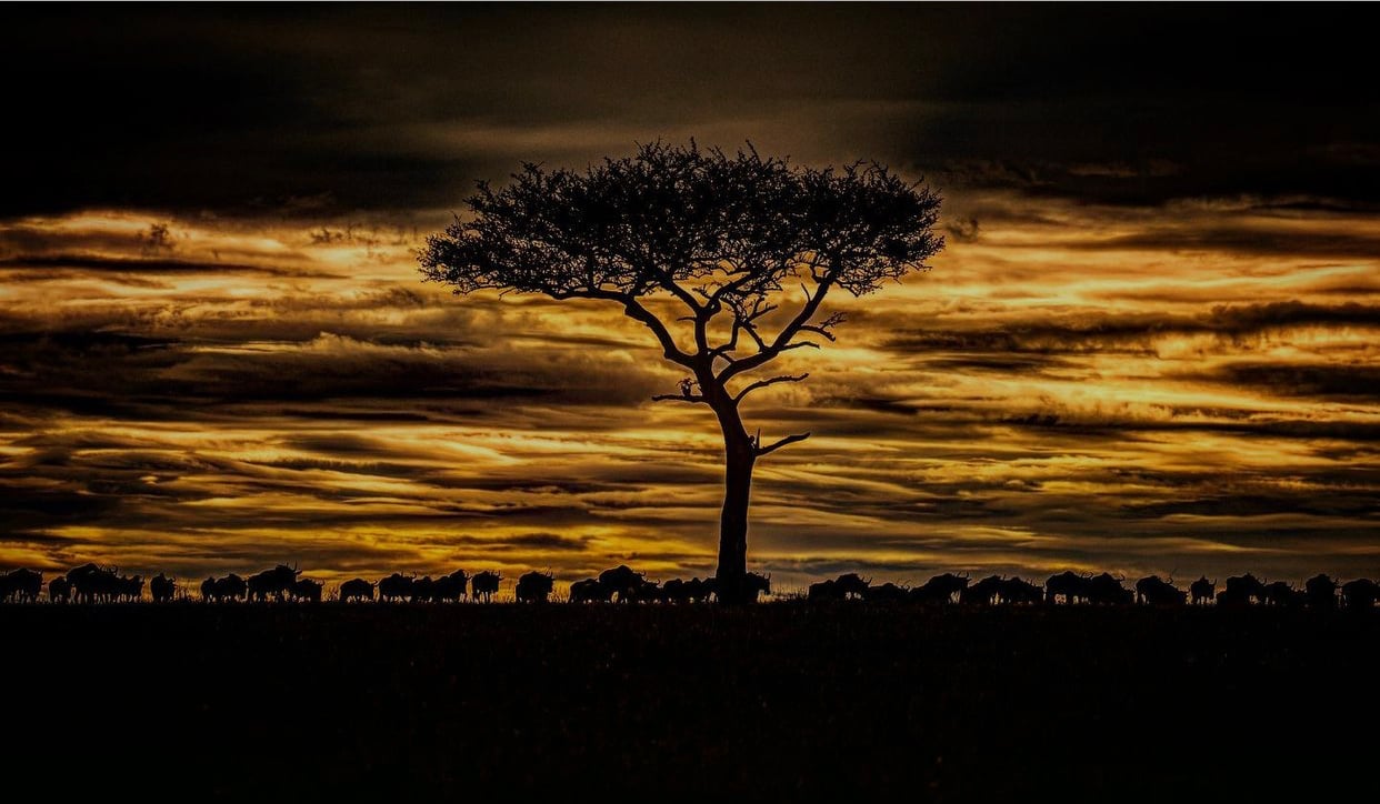 Wildebeest_Sunset_Serengeti_KS