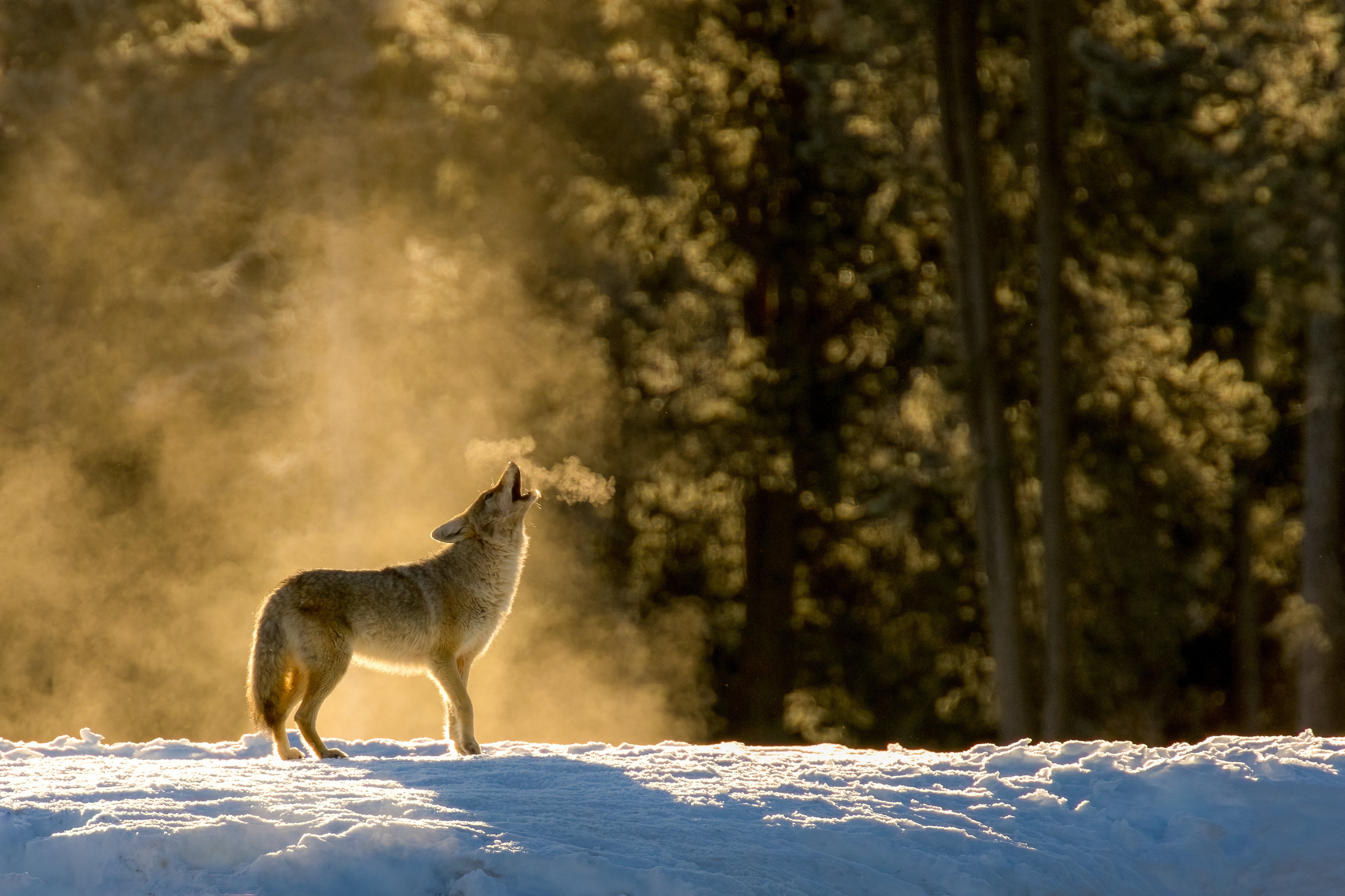 howling-coytote_mist_Yellowstone-National-Park_istock